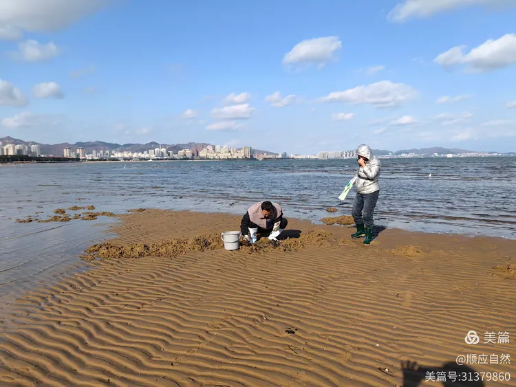 威海九龙湾海边拾趣一一 赶海的人